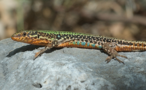 Cretan Wall Lizard, photo 4 of 9
