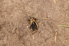 Ectrichodia crux