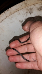 Natriciteres sylvatica