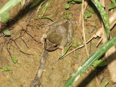 Leptodactylus petersii