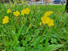 Oxalis compressa