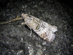 Nephopterix intercisella