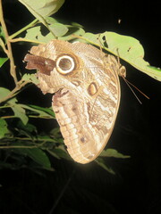Caligo illioneus