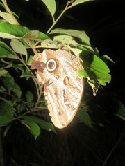 Caligo illioneus
