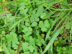 Oxalis compressa