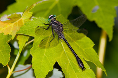 Hylogomphus adelphus