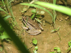 Leptodactylus elenae