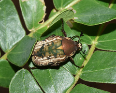 Elaphinis irrorata