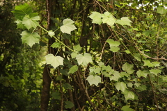 Ceratiosicyos laevis