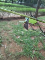 Eurema blanda