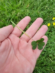 Oxalis compressa