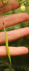 Ceratiosicyos laevis