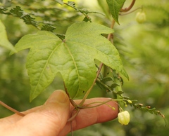 Ceratiosicyos laevis