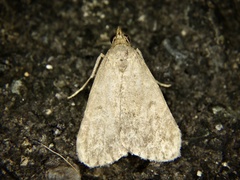 Hydrillodes pacifica