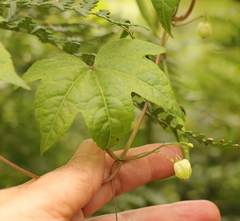 Ceratiosicyos laevis