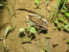 Leptodactylus elenae