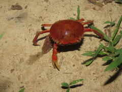 Dilocarcinus pagei