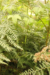 Ceratiosicyos laevis