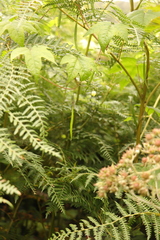 Ceratiosicyos laevis