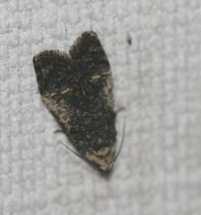 Copromorpha lichenitis