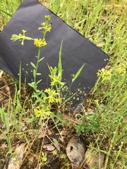 Pimelea curviflora