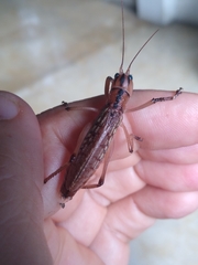 Nastonotus foreli