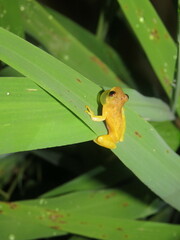Dendropsophus minutus