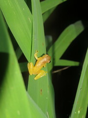 Dendropsophus minutus