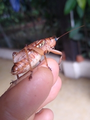 Nastonotus foreli