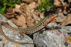 Podarcis melisellensis