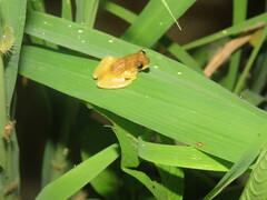 Dendropsophus minutus