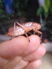 Nastonotus foreli