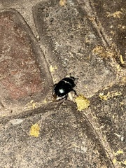 Anoplotrupes stercorosus