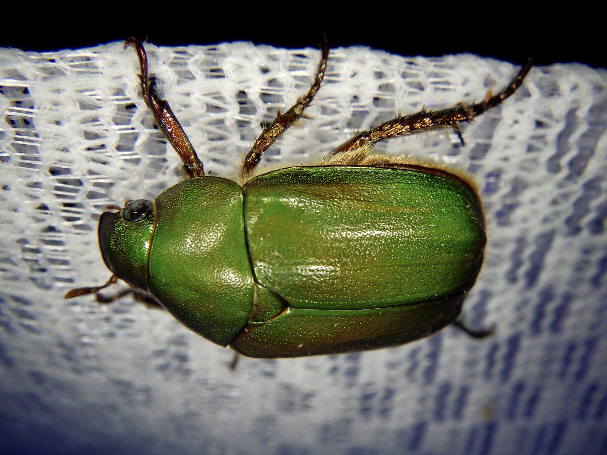 Green Chafer (Anomala albopilosa) · iNaturalist