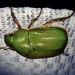 小青銅金龜（指名亞種） - Photo 由 りなべる 所上傳的 (c) りなべる，保留部份權利CC BY