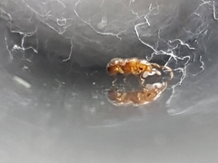 Tetramorium simillimum