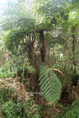 Cyatheaceae
