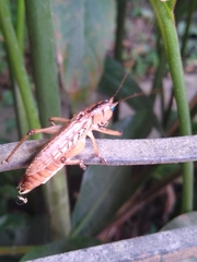 Nastonotus foreli
