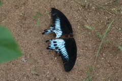 Papilio polymnestor