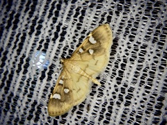 Cotachena alysoni