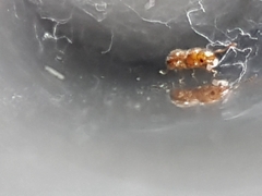 Tetramorium simillimum