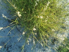 Trachyandra revoluta