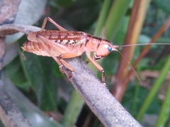 Nastonotus foreli
