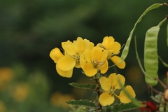 Senna auriculata