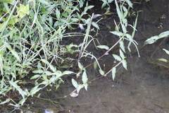 Commelina diffusa diffusa