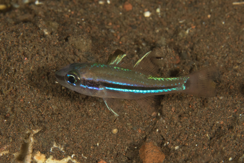 Ostorhinchus lineomaculatus observed 2015-08-19