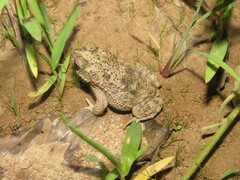 Rhinella major