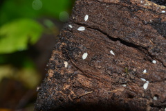 Platyarthrus hoffmannseggii