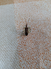 Gonocerus juniperi