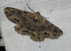 Paradromulia ambigua